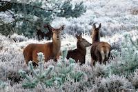 Rehe